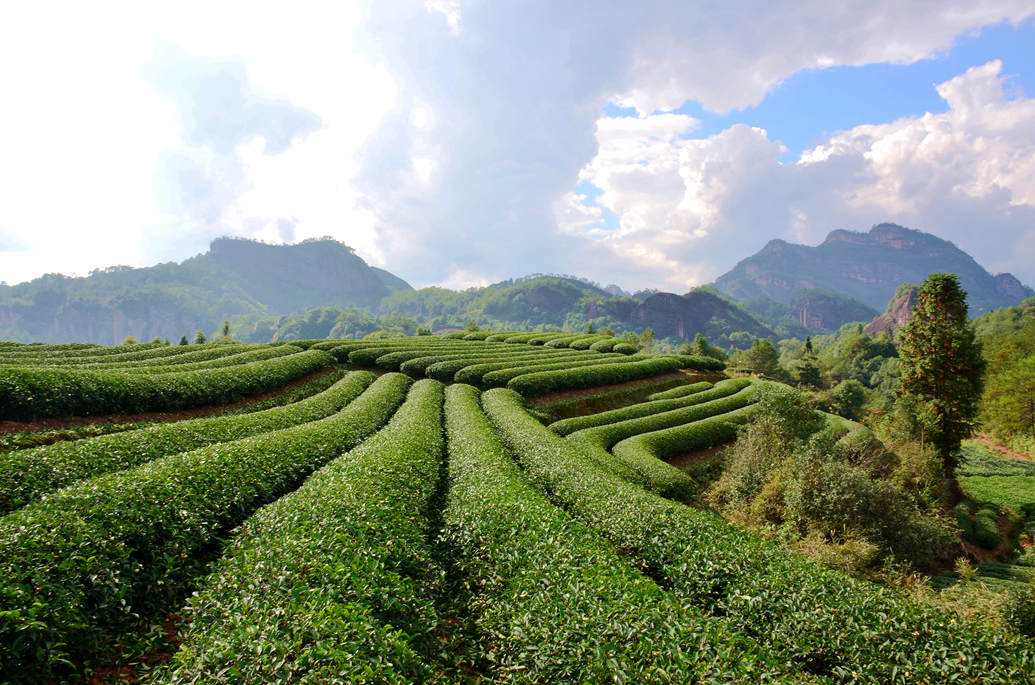 茶园的大红袍茶树正在不停的生长，为来客们准备着当地的特色茶叶